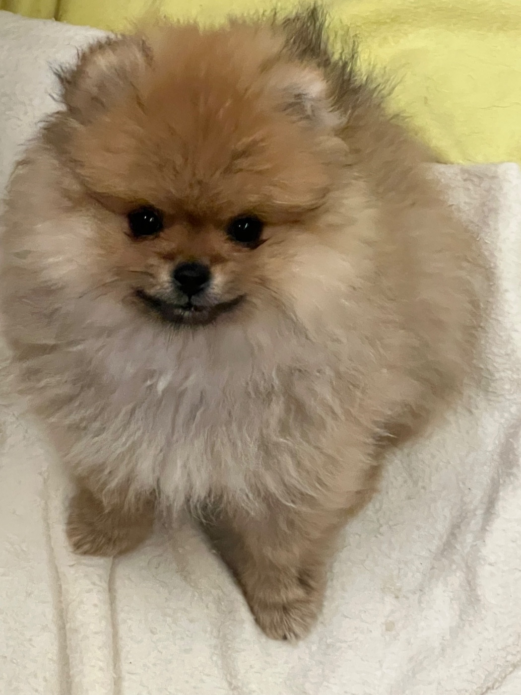au jardin des merveilles - Chiots disponibles - Spitz allemand