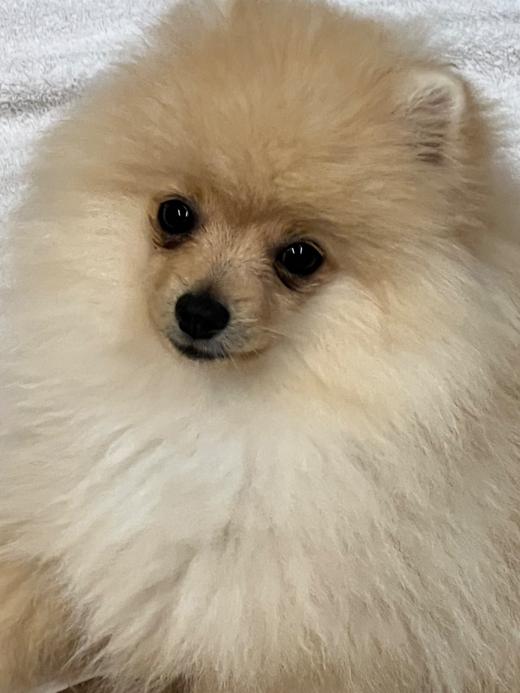 au jardin des merveilles - Chiots disponibles - Spitz allemand
