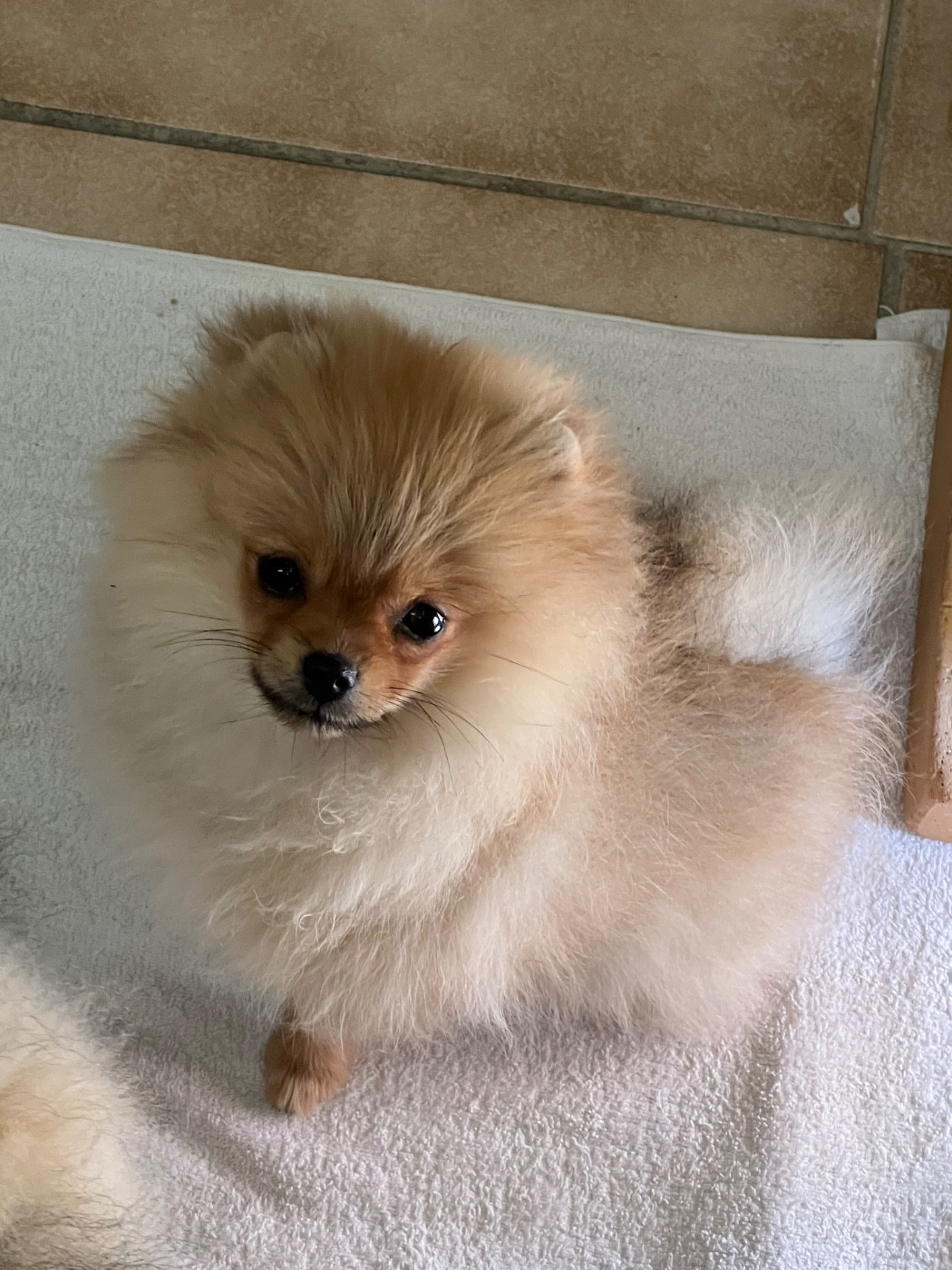 au jardin des merveilles - Chiots disponibles - Spitz allemand