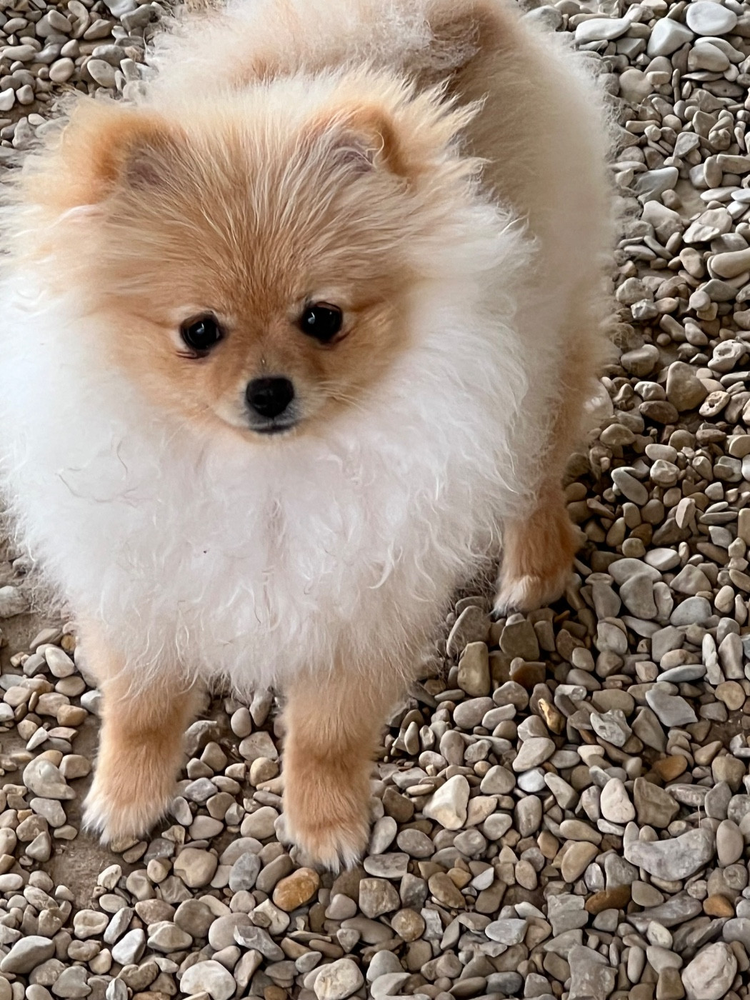 au jardin des merveilles - Chiots disponibles - Spitz allemand