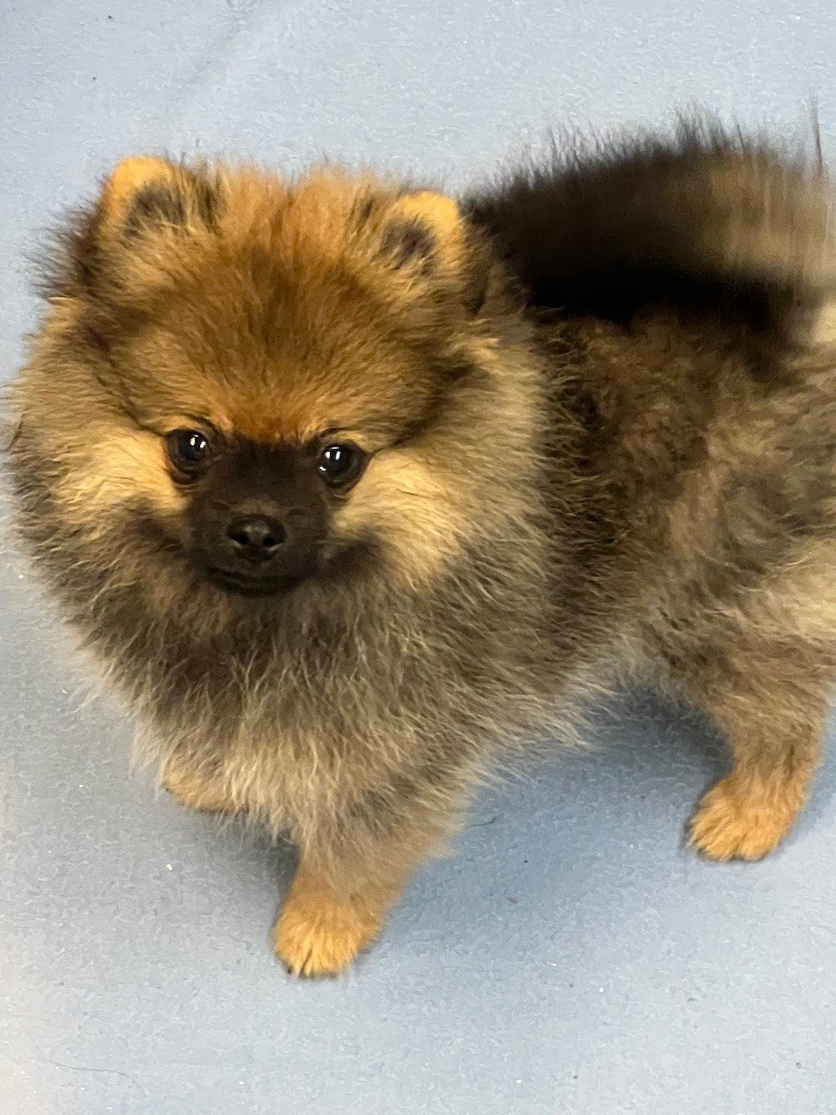 Chiot Spitz allemand au jardin des merveilles