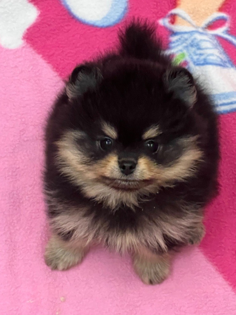 au jardin des merveilles - Chiots disponibles - Spitz allemand