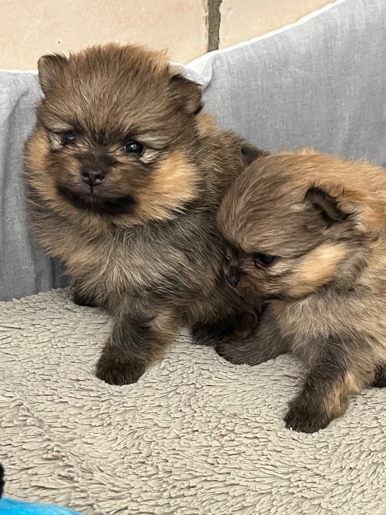 au jardin des merveilles - Chiots disponibles - Spitz allemand