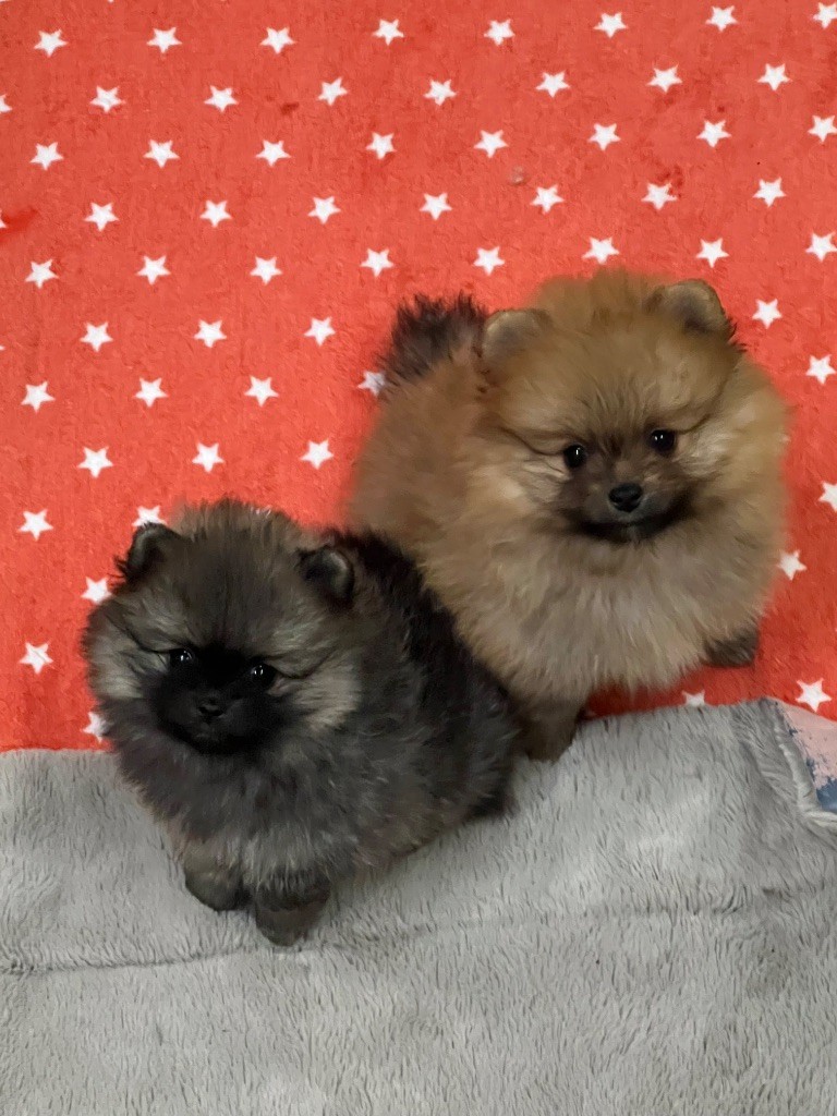 Chiot Spitz allemand au jardin des merveilles