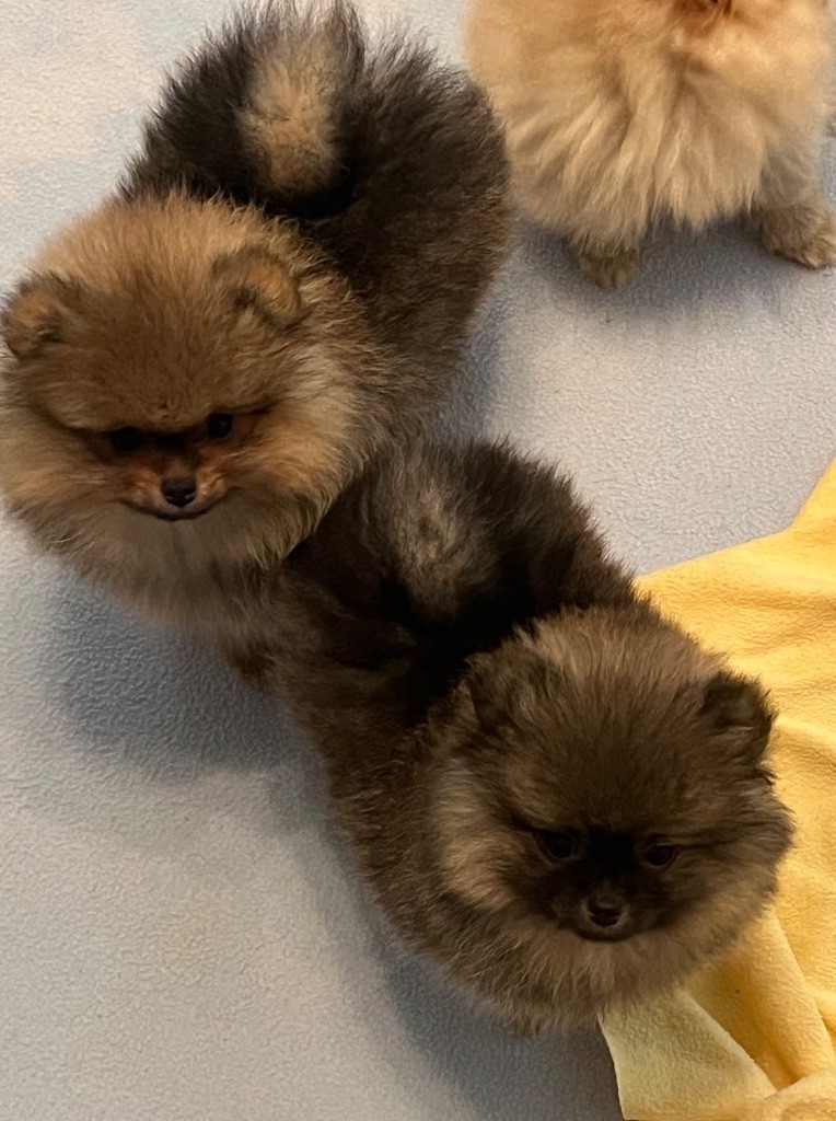 Chiot Spitz allemand au jardin des merveilles