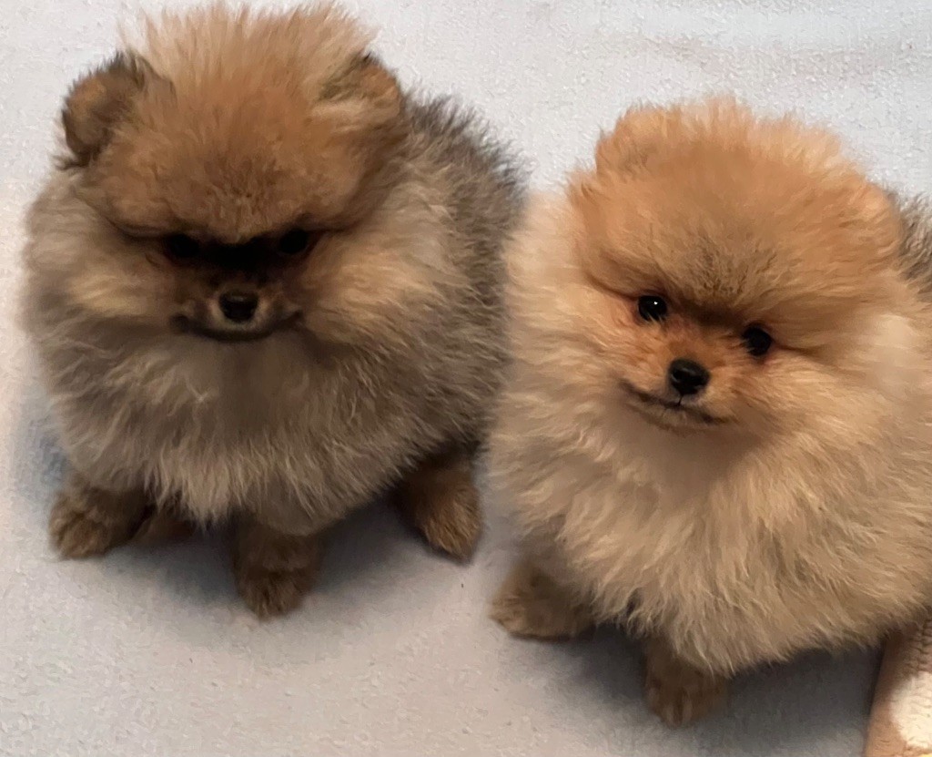 Chiot Spitz allemand au jardin des merveilles