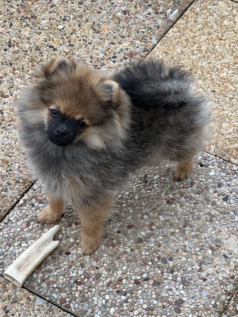 au jardin des merveilles - Chiots disponibles - Spitz allemand