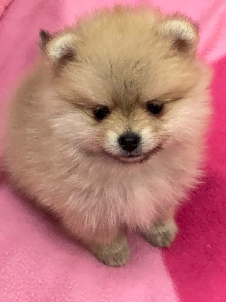 au jardin des merveilles - Chiots disponibles - Spitz allemand