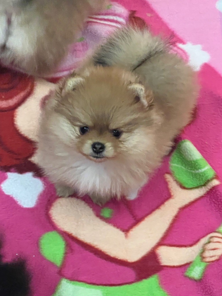 au jardin des merveilles - Chiots disponibles - Spitz allemand