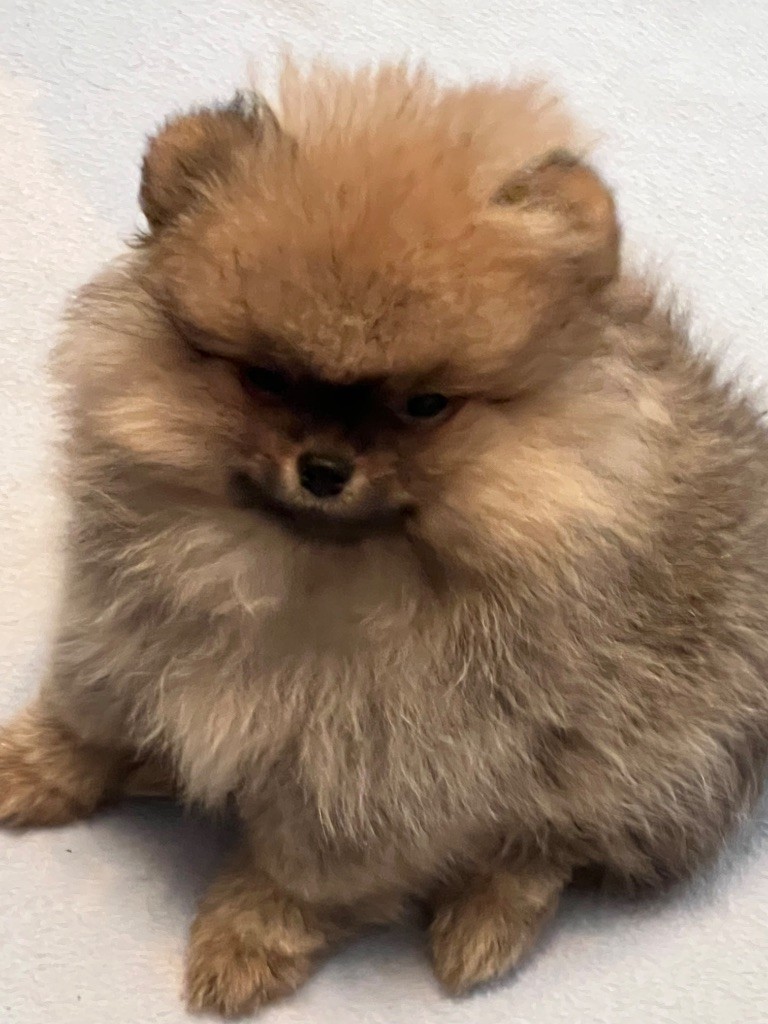 au jardin des merveilles - Chiots disponibles - Spitz allemand