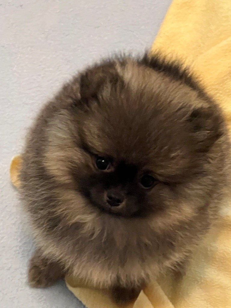 au jardin des merveilles - Chiots disponibles - Spitz allemand