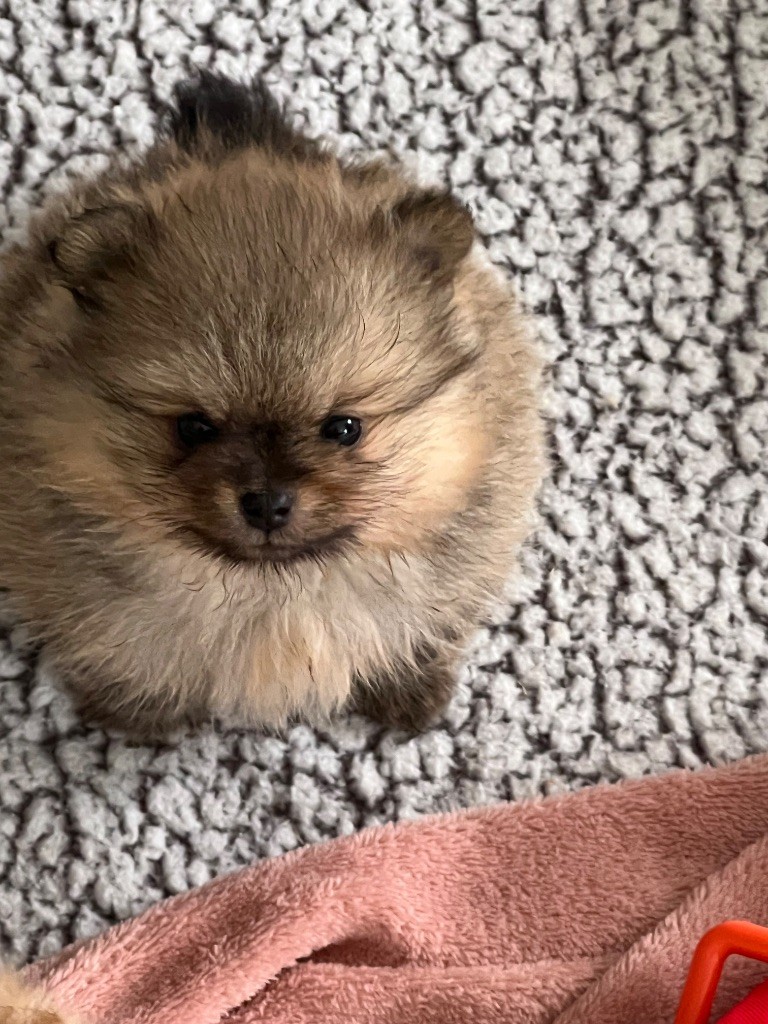au jardin des merveilles - Chiots disponibles - Spitz allemand