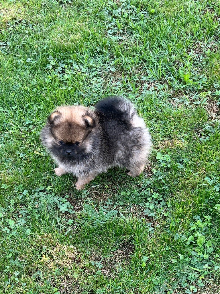 au jardin des merveilles - Chiots disponibles - Spitz allemand
