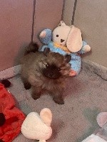 CHIOT