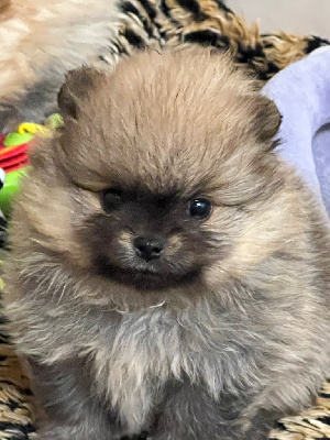 CHIOT 2