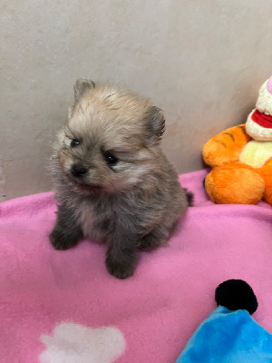 CHIOT 3
