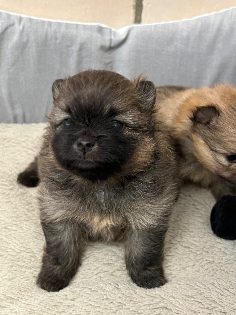 au jardin des merveilles - Chiots disponibles - Spitz allemand