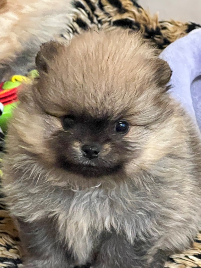 au jardin des merveilles - Chiots disponibles - Spitz allemand