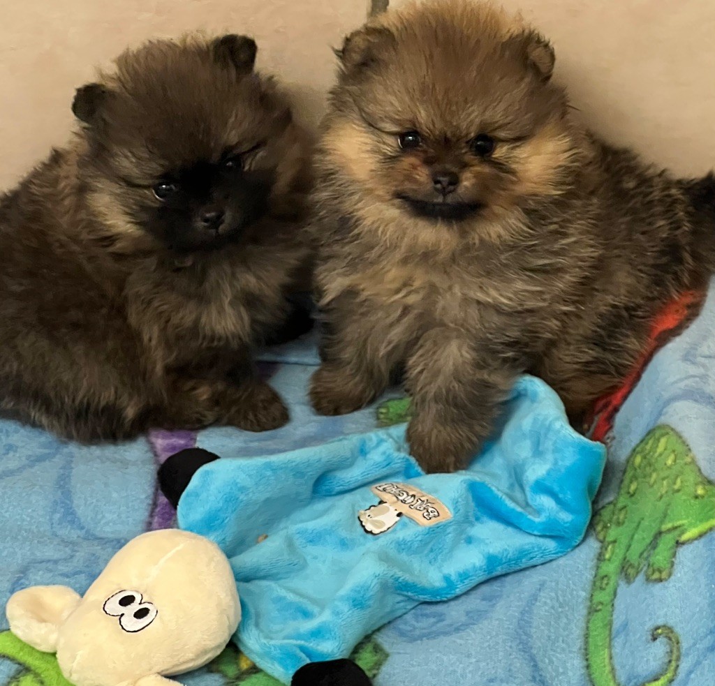 au jardin des merveilles - Chiots disponibles - Spitz allemand