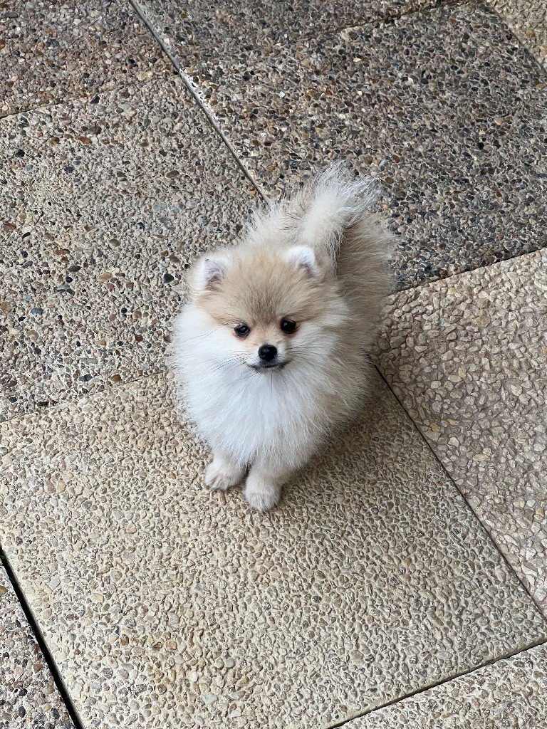 au jardin des merveilles - Chiots disponibles - Spitz allemand