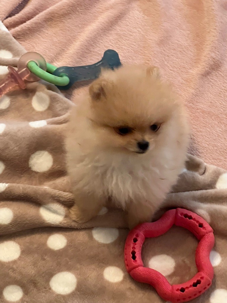 au jardin des merveilles - Chiots disponibles - Spitz allemand