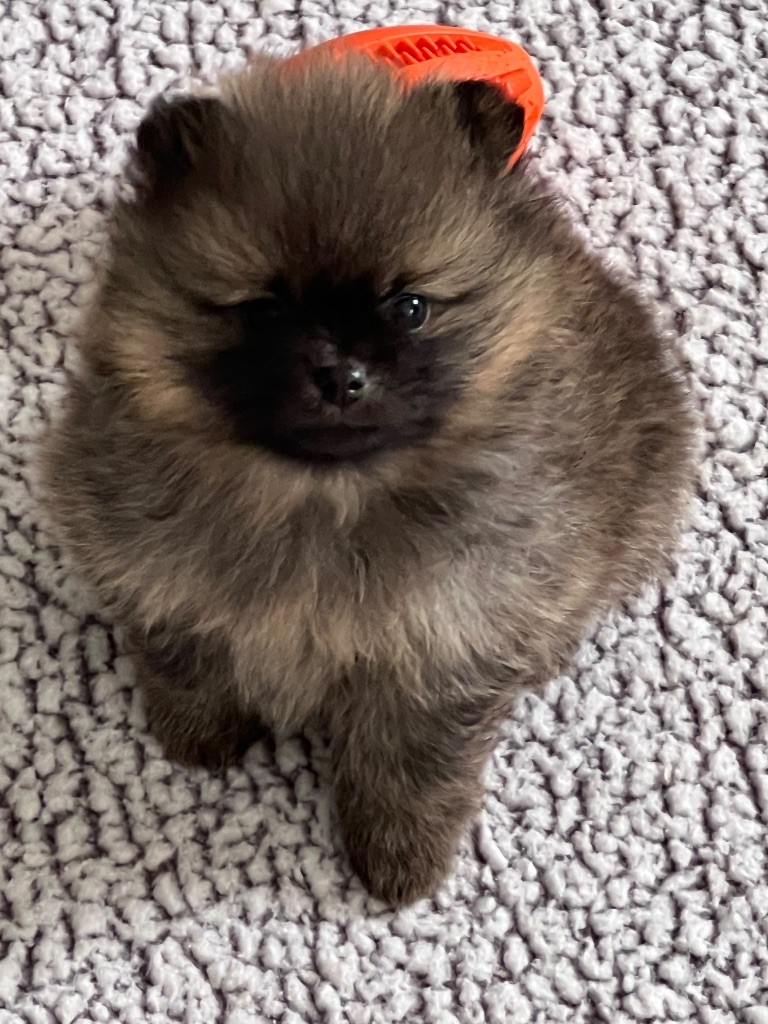 au jardin des merveilles - Chiots disponibles - Spitz allemand