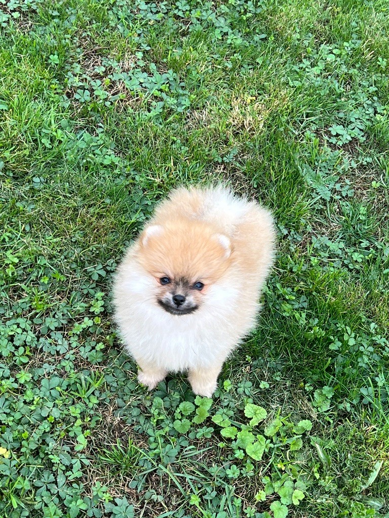 au jardin des merveilles - Chiots disponibles - Spitz allemand