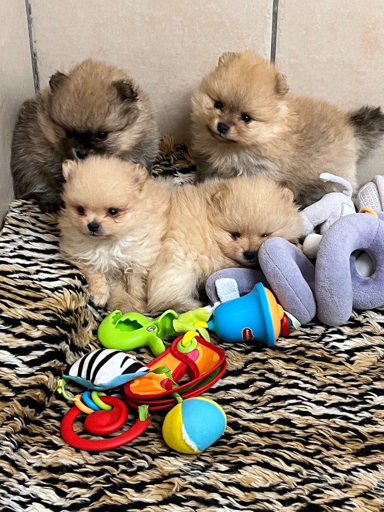 au jardin des merveilles - Chiots disponibles - Spitz allemand